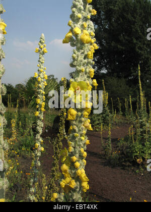 Gigante Mullein Argento, Argento Mullein, turco Mullein, ortica-lasciava Mullein (Molène bombyciferum), infiorescenza Foto Stock