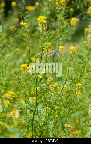 La senape bianca (Sinapis alba, Brassica alba), fioritura Foto Stock