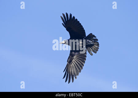 Rook (Corvus frugilegus), battenti, in Germania, in Renania Palatinato Foto Stock