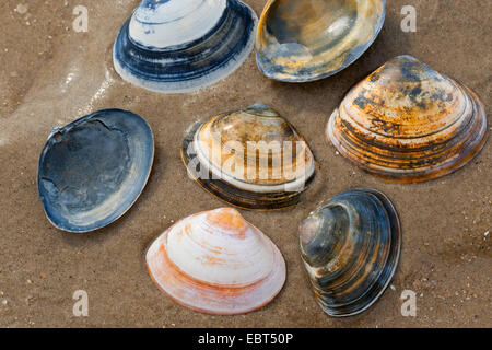 Surfclam spessa, trogolo Tthick shell (Spisula solida), conchiglie sulla spiaggia, Germania Foto Stock