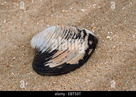 Ocean quahog, islandese cyprine, mogano vongola, mogano quahog, quahog nero, nero clam (Arctica islandica, Cyprina islandica), shell sulla spiaggia, Germania Foto Stock