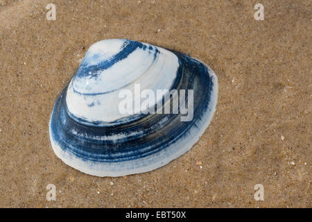 Surfclam spessa, trogolo Tthick shell (Spisula solida), shell sulla spiaggia, Germania Foto Stock