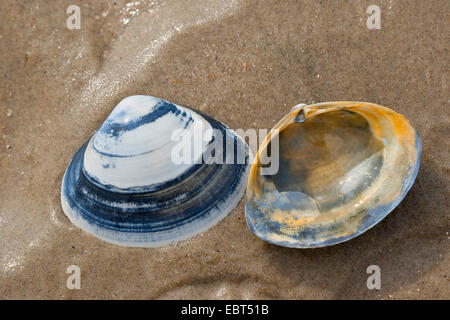 Surfclam spessa, trogolo Tthick shell (Spisula solida), conchiglie sulla spiaggia, Germania Foto Stock