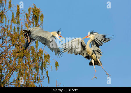 Airone cinerino (Ardea cinerea), due aironi cenerini in conflitto in volo, GERMANIA Baden-Wuerttemberg Foto Stock