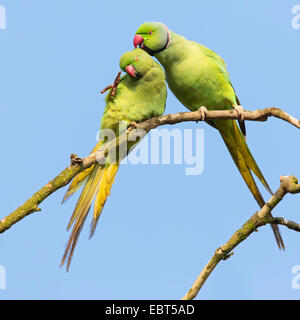 Rose-inanellati parrocchetto (Psittacula krameri), giovane presso il piumaggio care, GERMANIA Baden-Wuerttemberg Foto Stock