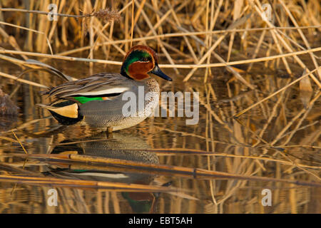 Verde-winged teal (Anas crecca), maschio in piedi in acque poco profonde, in Germania, in Renania Palatinato Foto Stock