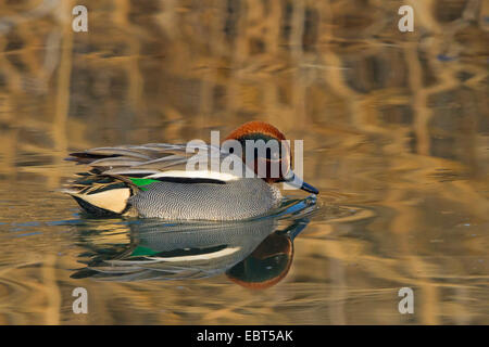 Verde-winged teal (Anas crecca), maschio swimmiing sull'acqua, in Germania, in Renania Palatinato Foto Stock