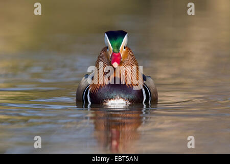 Anatra di mandarino (Aix galericulata), nuoto drake, GERMANIA Baden-Wuerttemberg, Waldpark, Mannheim Foto Stock