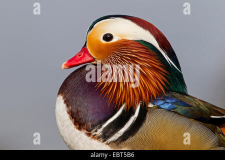 Anatra di mandarino (Aix galericulata), drake, ritratto, GERMANIA Baden-Wuerttemberg Foto Stock