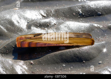 Atlantic ribaltarsi, bambù vongola, American ribaltarsi vongola, Cannolicchio curvo (Ensis directus, Ensis americanus), shell sulla spiaggia, Germania Foto Stock