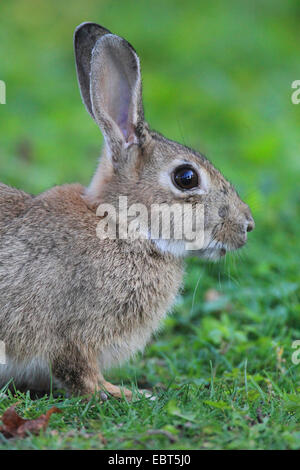 Coniglio europeo (oryctolagus cuniculus), coniglio selvatico seduto in un prato, Germania Foto Stock