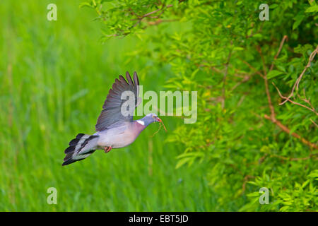 Il Colombaccio ( Columba palumbus), in volo con materiale di nidificazione nel becco, in Germania, in Renania Palatinato Foto Stock