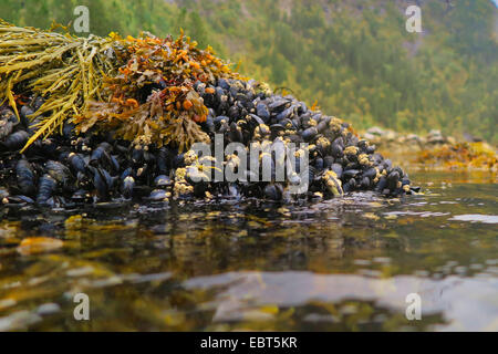 Mitili (Mytiloidea), colonia di Mitili Blu a bassa marea con vescica wrack, Norvegia, Nordland Foto Stock