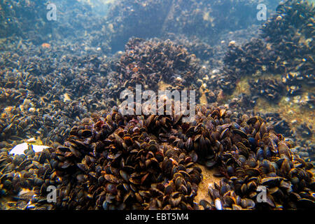 Mitili (Mytiloidea), colonia di mitili blu sotto l'acqua, Norvegia, Nordland Foto Stock