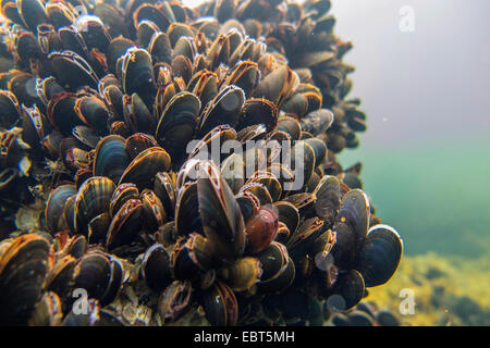 Mitili (Mytiloidea), colonia di mitili blu sotto l'acqua, Norvegia, Nordland Foto Stock