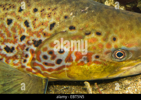 Salmone atlantico, ouananiche, lago di salmone atlantico, senza sbocco sul mare salmone, la Sebago salmone (Salmo salar), nella colorazione di accoppiamento, ritratto, Norvegia, Nordland, Glomelva Foto Stock