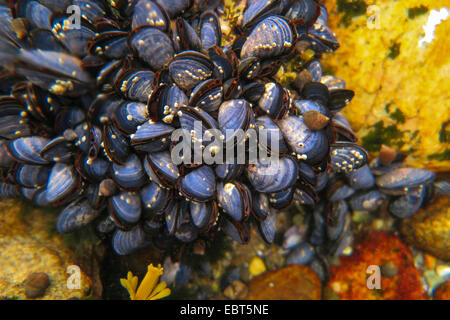 Mitili (Mytiloidea), colonia di Mitili Blu , Norvegia, Nordland Foto Stock