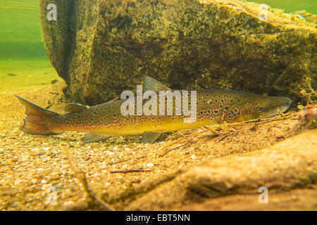 Salmone atlantico, ouananiche, lago di salmone atlantico, senza sbocco sul mare salmone, la Sebago salmone (Salmo salar), nella colorazione di accoppiamento nella parte anteriore di un masso, Norvegia, Nordland, Glomelva Foto Stock