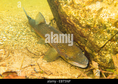 Salmone atlantico, ouananiche, lago di salmone atlantico, senza sbocco sul mare salmone, la Sebago salmone (Salmo salar), nella colorazione di accoppiamento nella parte anteriore di un masso, Norvegia, Nordland, Glomelva Foto Stock