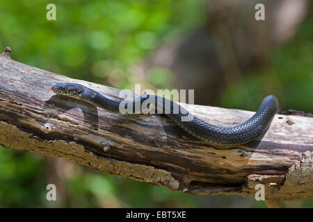 Unione frusta snake, dell'Europa occidentale frusta snake, verde scuro e whipsnake (Hierophis viridiflavus, Coluber viridiflavus, Hierophis viridiflavus carbonarius, Coluber viridiflavus carbonarius), nero singolo, Italia, Sicilia Foto Stock