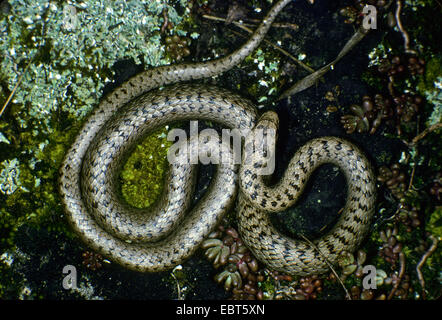 Colubro liscio (Coronella austriaca), avvolgimento, Germania Foto Stock