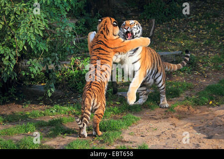 Tigre Siberiana, Amurian tiger (Panthera tigris altaica), due tigri tussling Foto Stock