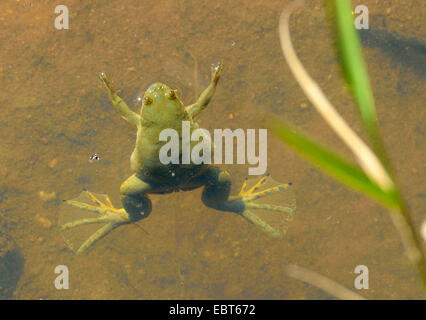 African artigliato (rana Xenopus laevis), nel fiume Olifants, Sud Africa Foto Stock