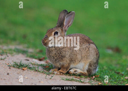 Coniglio europeo (oryctolagus cuniculus), coniglio selvatico seduto in un prato, Germania Foto Stock