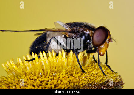 Passare il puntatore del mouse-fly (Volucella pellucens), seduto su un fiore di Telekia avanzamento sul polline, Germania, Meclemburgo-Pomerania Occidentale Foto Stock