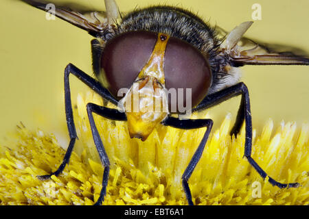 Passare il puntatore del mouse-fly (Volucella pellucens), seduto su un fiore di Telekia avanzamento sul polline, Germania, Meclemburgo-Pomerania Occidentale Foto Stock