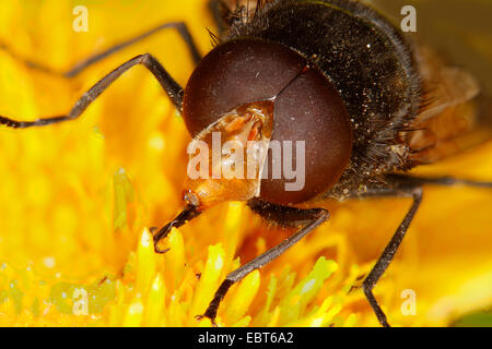 Passare il puntatore del mouse-fly (Volucella pellucens), seduto su un fiore di Telekia avanzamento sul polline, Germania, Meclemburgo-Pomerania Occidentale Foto Stock