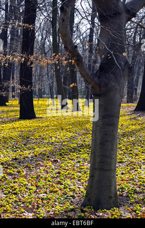 Aconitum invernale (Eranthis hyemalis), fioritura sulla terra foresta di una foresta di faggio, Germania Foto Stock