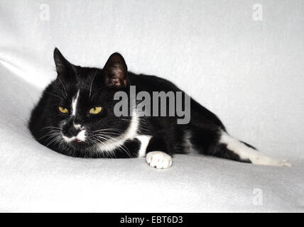 Il gatto domestico, il gatto di casa (Felis silvestris f. catus), 11 anni in bianco e nero gatto su un divano, Germania Foto Stock