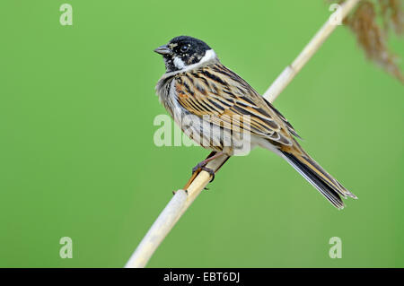 Reed bunting (Emberiza schoeniclus), maschile seduto su una canna halm, in Germania, in Baviera Foto Stock