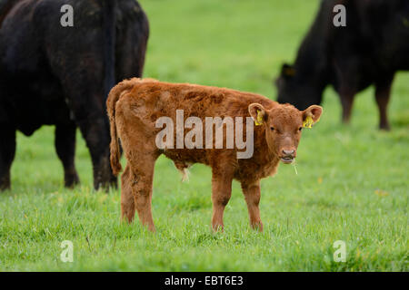 Gli animali domestici della specie bovina (Bos primigenius f. taurus), di vitello in un pascolo, in Germania, in Baviera Foto Stock