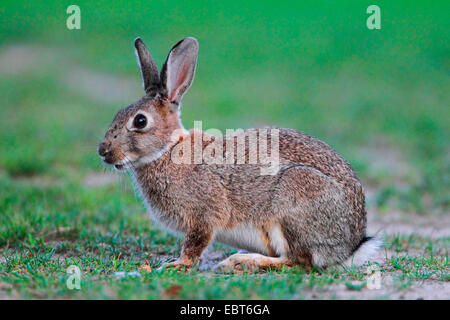 Coniglio europeo (oryctolagus cuniculus), coniglio selvatico seduto in un prato, Germania Foto Stock