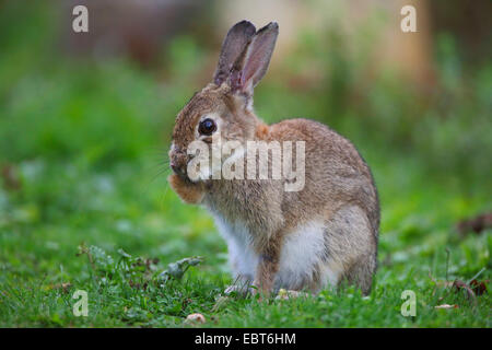 Coniglio europeo (oryctolagus cuniculus), coniglio selvatico seduto in un prato e toelettatura, Germania Foto Stock