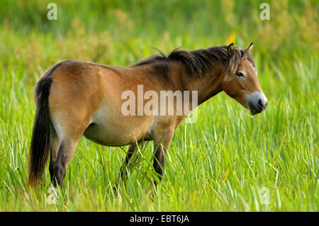 Exmoor pony (Equus przewalskii f. caballus), il mare in un prato, Paesi Bassi, Texel Foto Stock