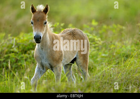 Exmoor pony (Equus przewalskii f. caballus), in esecuzione in un prato, Paesi Bassi, Texel Foto Stock