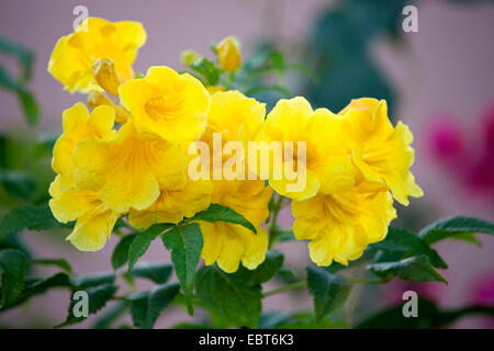 Trumpetbush giallo, giallo campane, giallo sambuco (Tecoma stans), fioritura, Marocco Foto Stock