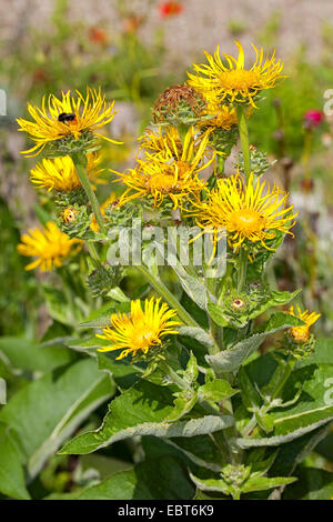 Enula, Scabwort, cavalli di guarire, Marchalan (Inula helenium), fioritura, Germania Foto Stock