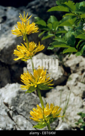 Grande giallo (genziana lutea Gentiana), infiorescenza, Germania Foto Stock