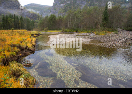 Fiume in montagna, naturale vivaio per il salmone atlantico e la trota marrone , Norvegia, Nordland, Glomelva Foto Stock