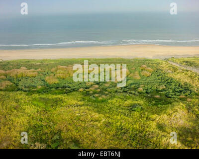 Veduta aerea del cresciuto dune verso il Mare del Nord, Paesi Bassi, Coepelduynen Noordwijk aan Zee Foto Stock