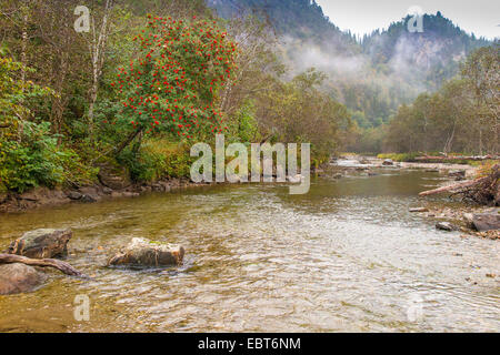 European mountain-cenere, rowan tree (Sorbus aucuparia), con frutti rossi presso la banca del fiume di un fiume di salmoni, Norvegia, Nordland Foto Stock