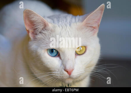 Il gatto domestico, il gatto di casa, bagno Turco Van (Felis silvestris f. catus), dispari-eyed maschio bianco Foto Stock