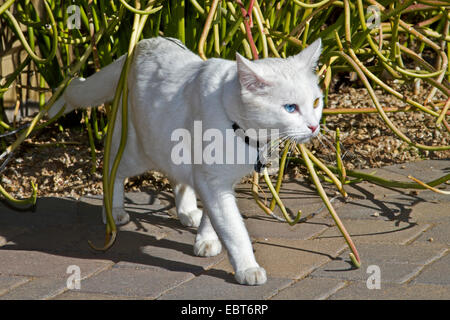 Il gatto domestico, il gatto di casa, bagno Turco Van (Felis silvestris f. catus), dispari-eyed maschio bianco Foto Stock