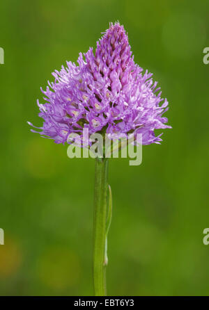 Globo orchidea (Traunsteinera globosa), fioritura, Austria, Tirolo, Tannheimer Tal Foto Stock