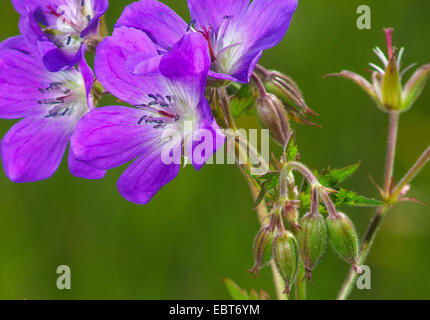 Legno (cranesbill Geranium sylvaticum), fioritura, Austria, Tirolo, Tannheimer Tal Foto Stock