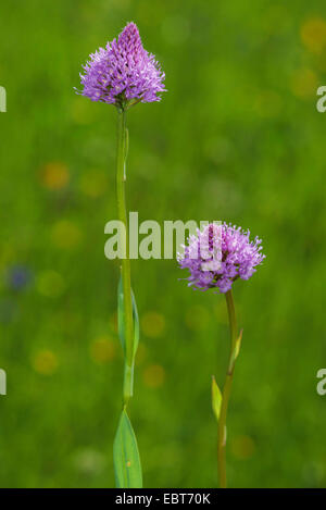 Globo orchidea (Traunsteinera globosa), fioritura, Austria, Tirolo, Tannheimer Tal Foto Stock